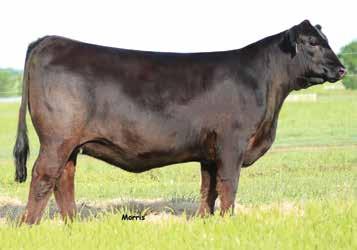 Buy with the utmost confidence as these future calves are going to be something special. BW: 2.4 WW: 88 YW: 132 MA: 23 CM: 6 SC: 1.1 DC: 21 YG: -.03 CW: 50 RE:.56.