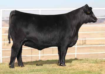 16 LIM-FLEX(59) DBL BLACK HOMO POLLED MAGS ANCHOR AHCC EARNING POWER 900E ET LVLS 9066U S A V BRAND NAME 9115 AUTO CHAPERALL 406C ET AUTO REBECA 292S OFFERED BY: ATAK LIMOUSIN Embryos of this caliber