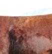 480 894 4.12 11.70 0.32 Category 3 son of PZC TMAS RED ZONE 2795. His dam is a non-registered Red Angus female.
