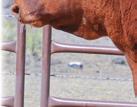 The big, stout bull has the look of the muscle and thickness the scales and
