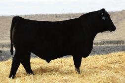 You ll see added length and width when you see R112. He carries outstanding depth of body. He s a Freight Train, and our first son of our great herd sire, Coal Train.