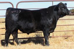 15 20% 72 88 575 84 D A R Hindquarter Q857 takes the lead of the two-year-old bulls. This is a great bull from any angle, also reads the same way on paper.