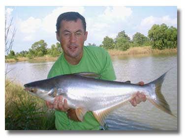 Basa Pangasius bocourti 2008 Global Production US Catfish = 234,000 mt Viet Nam Basa = 1,250,000 mt U.S. Top Ten 2009 shrimp 4.1 lbs/per canned tuna 2.5 lbs/per salmon 2.