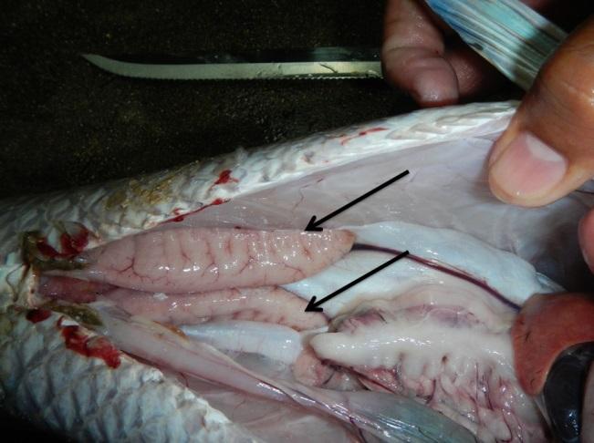 When fish are sliced open at the belly to be cleaned and the intestines are moved to the side, their reproductive organs are visible. The reproductive organs always come in pairs.