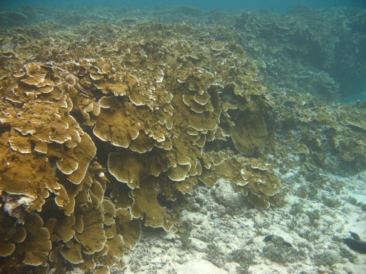Changing Climate The reefs in Ulithi and other islands show signs of being stressed by a changing climate.