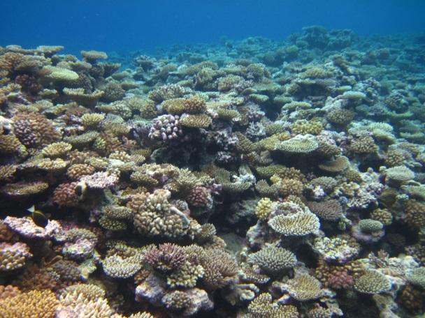 What Are Coral Reefs? Coral reefs are alive! They are made up of thousands of tiny animals, each of which has a hard shell inside of it.