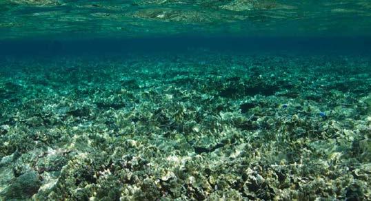 A healthy coral reef can provide places for fish to hide from predators, spaces for fish to breed, and food for them to eat.