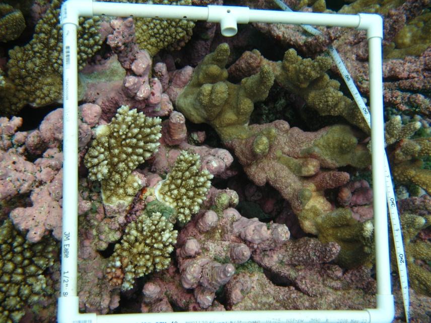 Monitoring for Reef Health Monitoring means using a standard method to observe changes to the reef or in the fish catch over time.