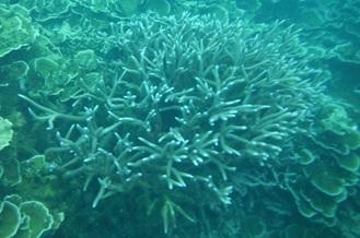 These reefs are facing a number of challenges. Some of the reefs are not very healthy and are not supporting as many fish as they used to.