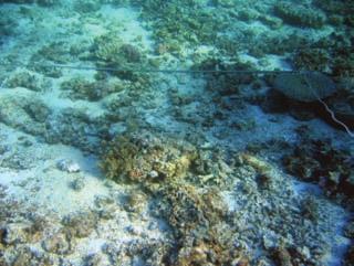 Based on previous surveys in other locations and an initial examination of the data a live coral cover of over 50% was considered to be very high.