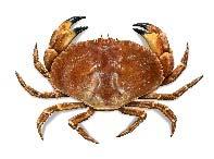 harvest levels for horseshoe crabs of DE Bay origin?