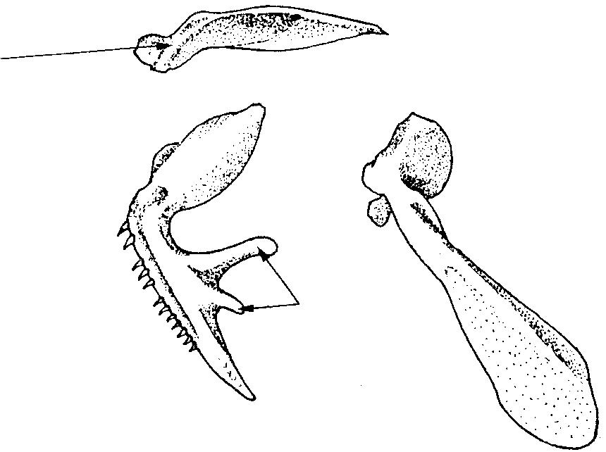 10 1.3 Illustrated Glossary of Technical Terms and Measurements dorsal fin spinous ray premaxilla nape axil soft ray caudal