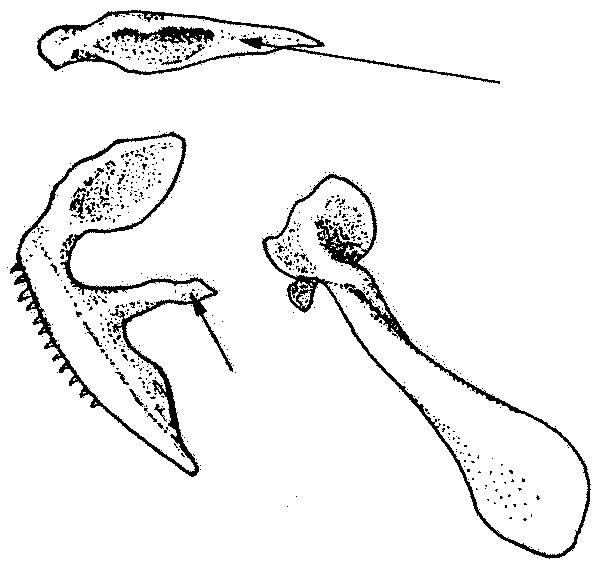 lenght anal fin total lenght Fig.4 External morphology and measurements Anterior - Relating to the front portion.