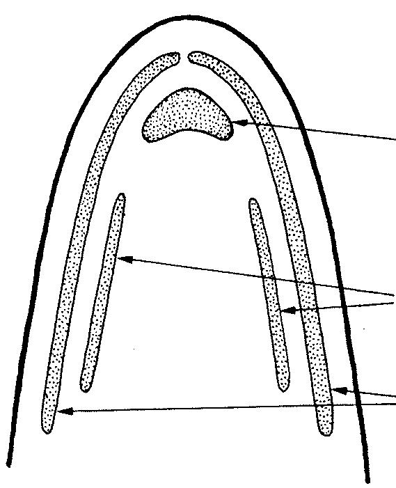 12). vertebral centres vomer pleural ribs epipleural ribs palatines premaxillae Fig. 12 Vomer and palatine bones on roof of mouth (schematic) Fig.