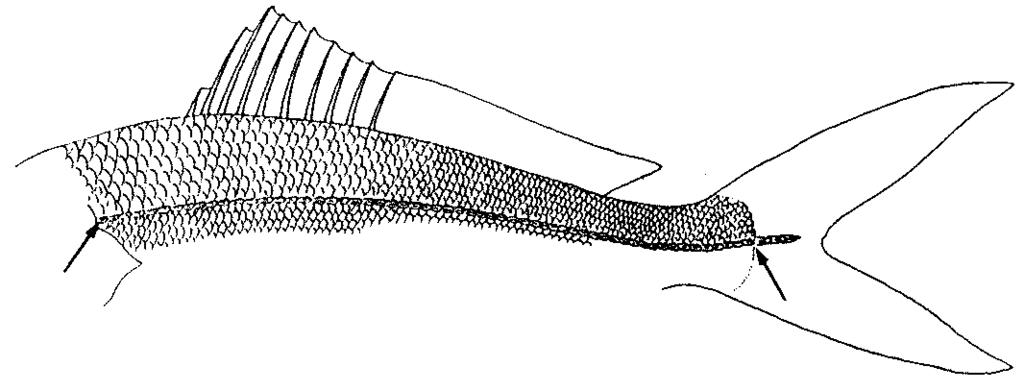 Lateral line - A series of pored or tubed scales forming a raised line along the side of the body (Fig. 11).