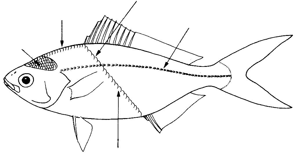 Predorsal configuration - Refers to the position of the predorsal bones and first dorsal pterygiophores (bones supporting the fin rays) in relation to the neural spines (spines projecting upwards