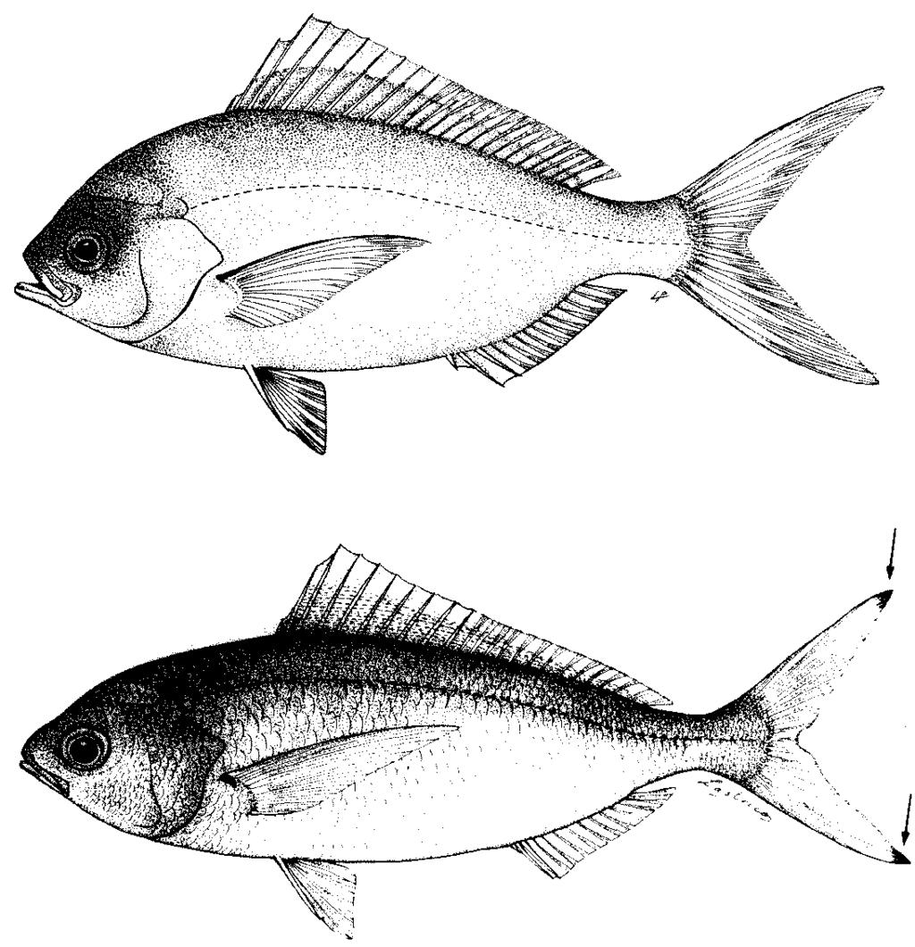 Dorsal fin usually with 10 spines and 15 soft rays; supratemporal band of scales confluent at dorsal midline (Fig. 19a); caudal fin without any promment blackish markings (Fig.