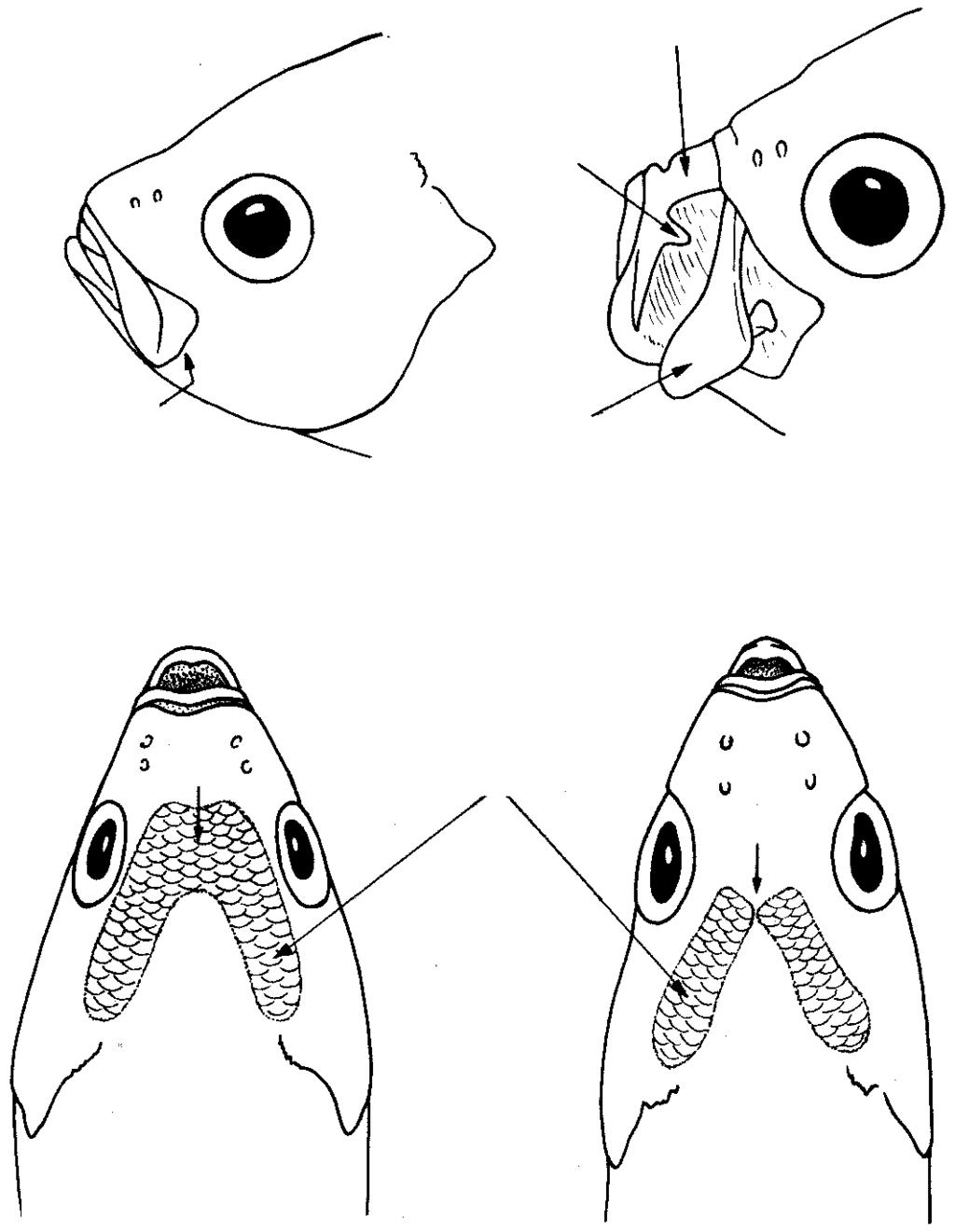 Dorsal fin usually with 10 spines and 14 soft rays; supratemporal band of scales interrupted at dorsal midline by a thin scaleless zone (Fig. 19b); tips of caudal lobes with a blackish blotch (Fig.