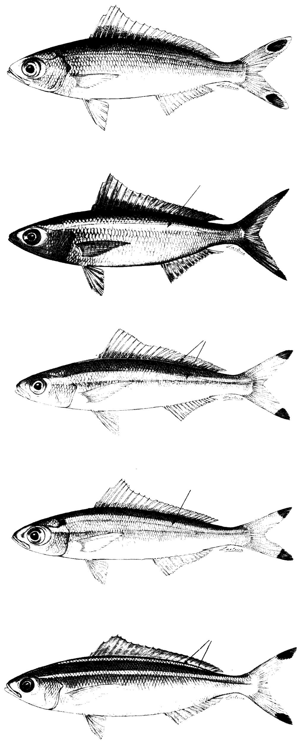 19 13a. Body without stripes on side, its colour reddish or greenish blue (Fig.32) (Indian Ocean to western Pacific).... P. pisang 13b. Body with 1 or 2 yellow stripes on side in life 14a.