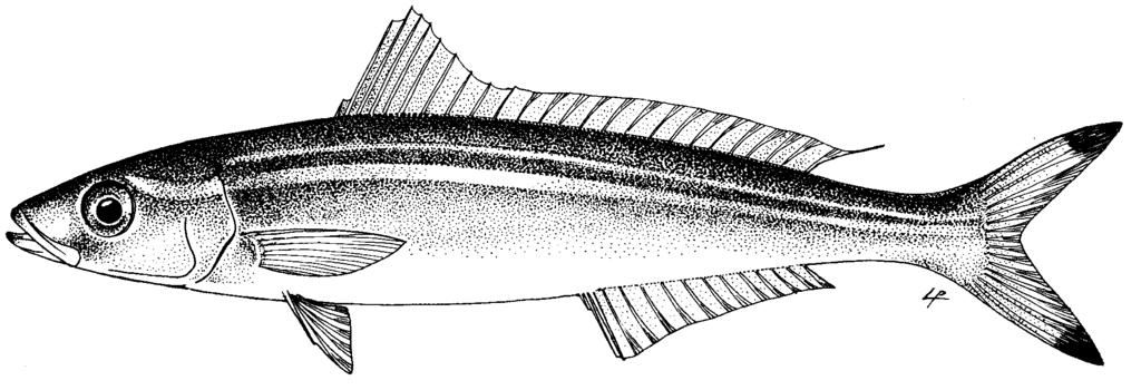 49 Gymnocaesio Bleeker, 1876 CAES Gymn Genus: Gymnocaesio Bleeker, 1876, Versl.Meded.Akad.Amsterdam, (Ser. 9), 2:152. Type species, Caesio gymnopterus Bleeker, 1856, by original designation.