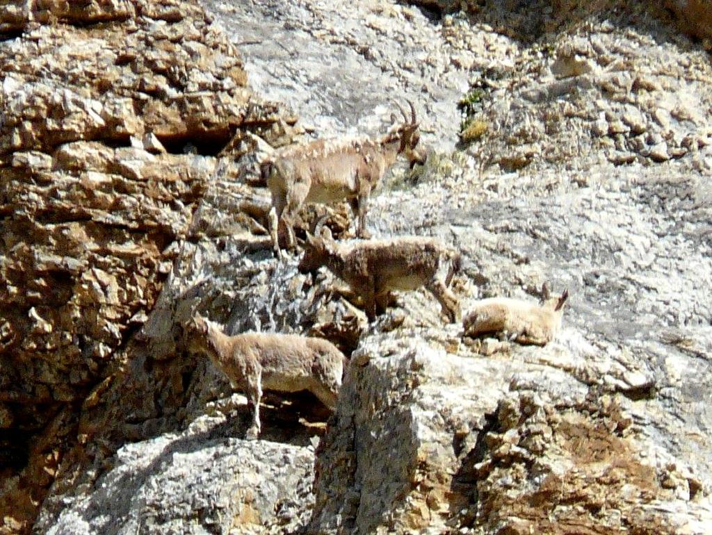 Asiatic ibex Food habits of snow leopard and co-predators The nine scats were identified of snow leopard and analysed for assessing food habits.