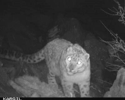 Results This study was initiated in 2011 to manage the snow leopard-human conflict and conduct camera trapping on snow leopard in Kargil.