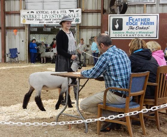 2. Exhibitor will be judged on his/her ability to show, and his/her knowledge on proper procedures in fitting a sheep for show. 3.