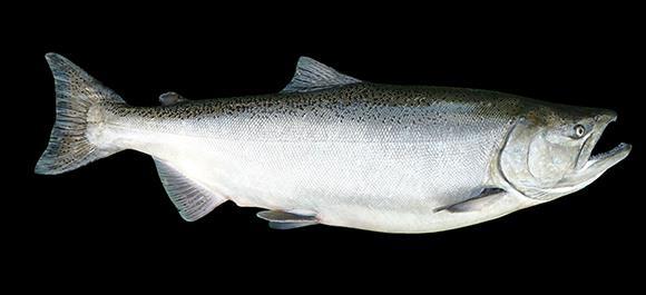 Salmon, trout,