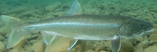 Top-down effect of salmon/trout on prey fish Salmon/trout (ranking) 12