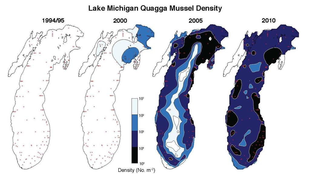 Lake Michigan Quagga mussel