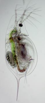 Zooplankton community shifted to: