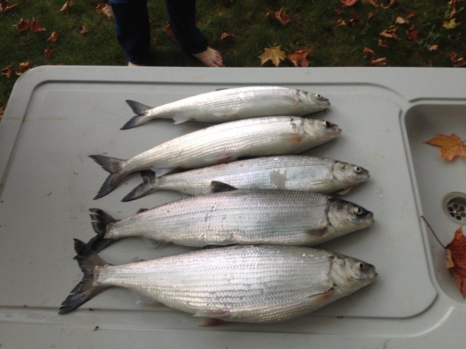 Photo Credit: Michigan DNR Native cisco caught while