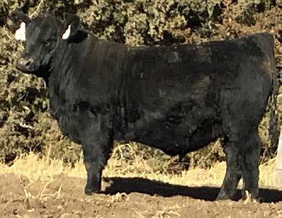 2 +59 +104 NA +12 +24 64 86 20 22 90 30 33 36 38 23 81 63 35 18 68 61 95 23 Younger Nikon son with great potential. Deep bodied, soggy calf. 33 BTB Discovery 705 Birth Date: 2/1/2017 Reg.