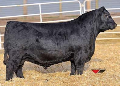 Future Herd Prospects Sire to 52 Mohnen Full Charge 2336 Birth Date: 1/22/2016 Reg.