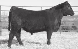 77 73 72 94 37 38 23 92 42 59 18 86 19 5 63 95 39 16 16 Good Amplify son from a Precision bred dam that has weaned 7 calves at a 104 ratio. +17 +.19 +.23 +.024 +41.47 +63.