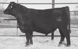 006 91 98 9 2 68 2 50 72 91 67 1 18 16 1 91 4 14 92 Amplify son with excellent WW and YW EPDs that put him in the top 10% of the breed. His $Beef is in the top 4% of the breed.