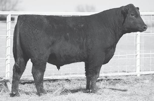 CHANDLER CATTLE COMPANY CCC ALL IN 5029 - This son of Deer Valley sells as Lot 19. CCC ALL IN 5028 - He sells as Lot 20. CCC ALL IN 6012 - He sells as Lot 21. +81.28 +88.15 +44.31 +142.85 +11.90 +.4.96 +74.