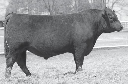 FIVE MATERNAL BROTHERS! Five sons of this proven CCC donor sell as Lots 1, 2, 3, 4 and 5, sired by the proven AI sires GAR 100X, AAR 10X 7008 SA and VAR Generation 2100.