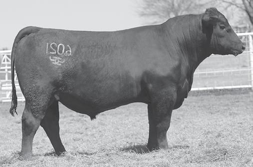 CHANDLER CATTLE COMPANY CCC GENERATION 6051 - He sells as Lot 6. CCC JOURNEY 6004 - He sells as Lot 7. CCC JOURNEY 6002 - He sells as Lot 8. CCC PATRIOT 6021 - He sells as Lot 9.