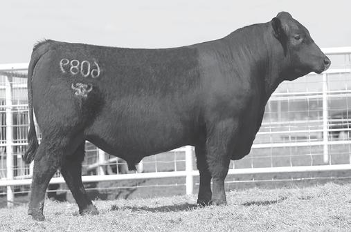 BREED LEADING GROWTH! 10 CCC TOUR OF DUTY 6040 - One of the highest WW and YW EPD bulls to sell in 2018 - he is Lot 10.