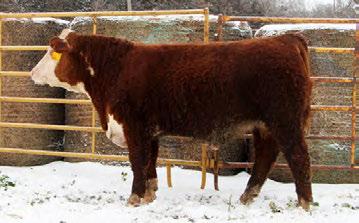 FRENZEN ANGUS AND POLLED HEREFORDS Annual Production Sale Tuesday,