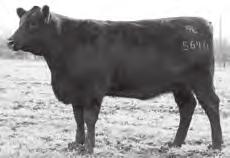 Exposed Heifers LCC All In Exaltation 5640-149 LCC Tour Advantage 5320-152 LCC All In Exaltation 5640 149 Birth Date: 10-26-2015 Cow 18344000 Tattoo: 5640 Pen: N2 #Mytty In Focus [RDF] #AAR Ten X