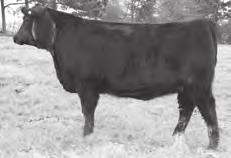 Those high performing weights lofted her into the top 5% of current non-parent Angus females for WW, YW and $Feedlot and she makes the top 10% for RADG and $Beef.