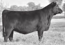 Exposed Heifers RB Tour Of Duty 177 +16984170 RB Blackcap 237 17562062 R B Tour of Duty 177 - Sire of s 152-154.