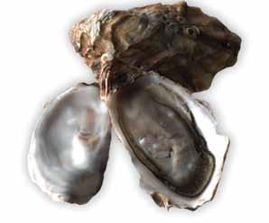 How can I get sick from eating shellfish? Shellfish may become unsafe to eat from biotoxins, bacteria, viruses, and chemicals.