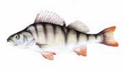 3. Food Fish Perch Common Name(s): European Perch Species: Perca fluviatilis 4.