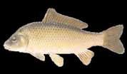 1. Food Fish Tilapia Common Name(s): Nile Tilapia, St Peter s fish Species: Oreochromis Niloticus 2.