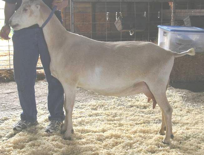 With good production and components, she is a valued doe in the milk room as well. Her two daughters from 2016 are her first doe kids, we will be keeping Karolyta s sister, Karenita.