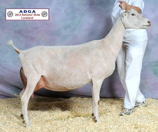 own this really special doe. Evianna does it all, milk, show, and appraisal, and has some outstanding progeny too.