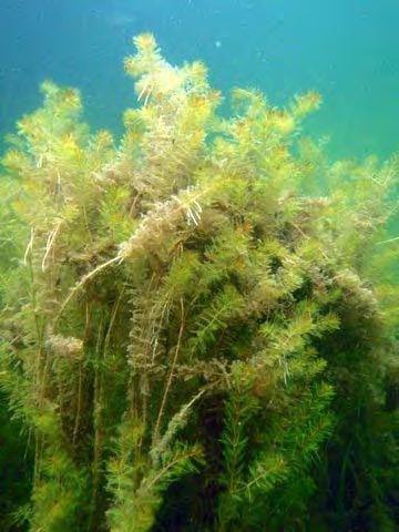 Introductions Myriophyllum spicatum or Eurasian Milfoil has for a number of years been considered the most problematic invasive aquatic species in the northern areas of North America.